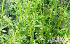 八仙草的功效与作用图 八仙草的功效与作用