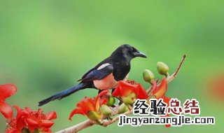 枫树上的喜鹊喜欢出现了几次