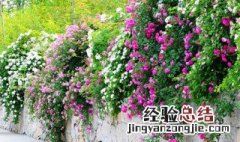 北方适合种什么花树 耐寒 北方适合种什么花