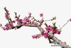 桃树枝的功效与作用，桃树枝的副作用