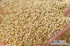 黍子枕头的功效与作用 黍子枕头的功效与作用与禁忌
