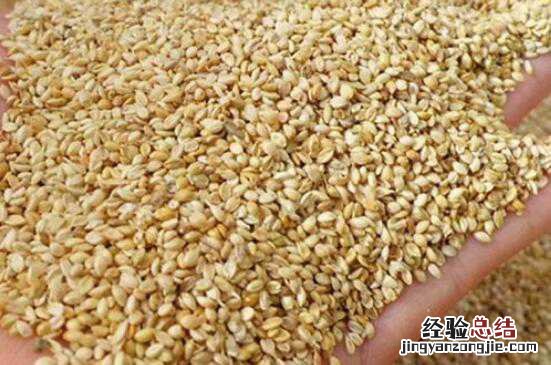 黍子枕头的功效与作用 黍子枕头的功效与作用与禁忌