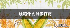 晚稻什么时候打药 晚稻打几次药