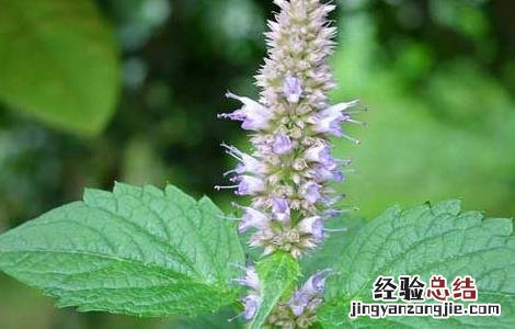 藿香的功效与作用 藿香的功效与作用的功能与主治