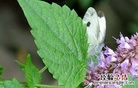 藿香的功效与作用 藿香的功效与作用的功能与主治