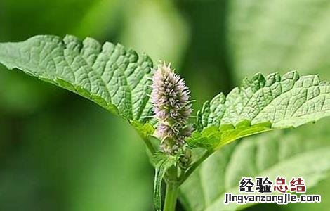 藿香的功效与作用 藿香的功效与作用的功能与主治