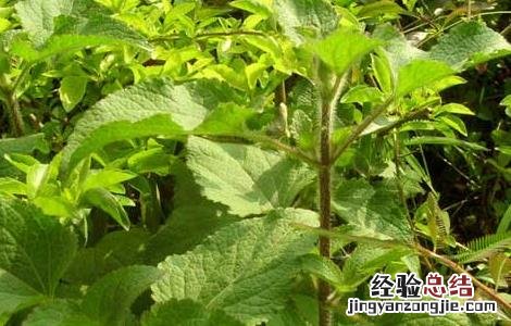藿香的功效与作用 藿香的功效与作用的功能与主治
