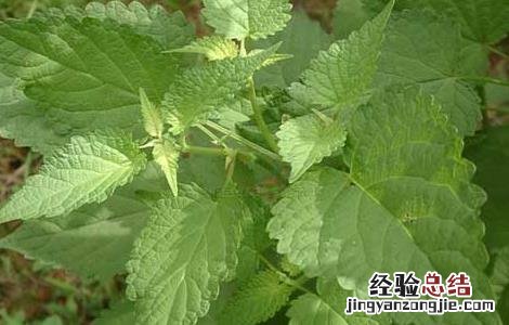 藿香的功效与作用 藿香的功效与作用的功能与主治