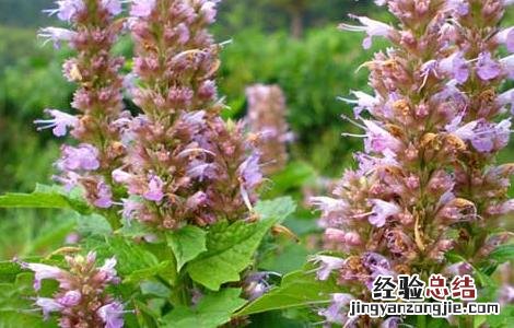 藿香的功效与作用 藿香的功效与作用的功能与主治
