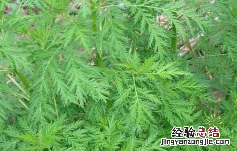 青蒿的功效与作用 青蒿的功效与作用图片