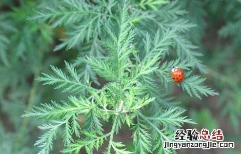 青蒿的功效与作用 青蒿的功效与作用图片