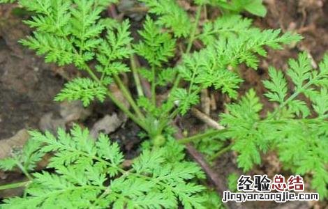 青蒿的功效与作用 青蒿的功效与作用图片