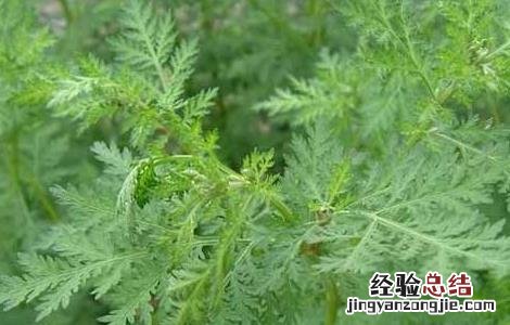 青蒿的功效与作用 青蒿的功效与作用图片