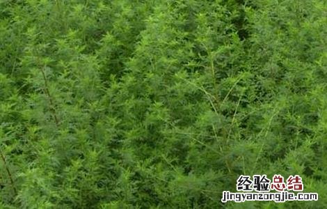 青蒿的功效与作用 青蒿的功效与作用图片