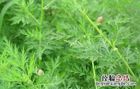 青蒿的功效与作用 青蒿的功效与作用图片