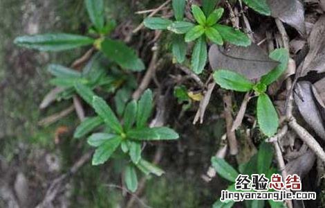 石吊兰的功效与作用图片 石吊兰的功效与作用