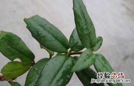石吊兰的功效与作用图片 石吊兰的功效与作用