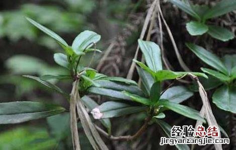 石吊兰的功效与作用图片 石吊兰的功效与作用