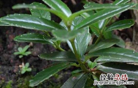 石吊兰的功效与作用图片 石吊兰的功效与作用