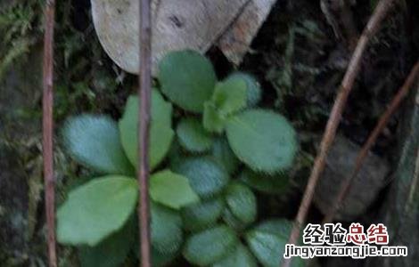 石吊兰的功效与作用图片 石吊兰的功效与作用