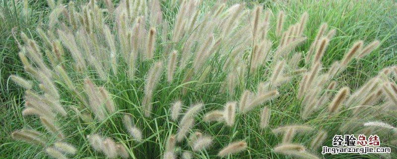 狼尾草移植是否能成活 狼尾草种植技术
