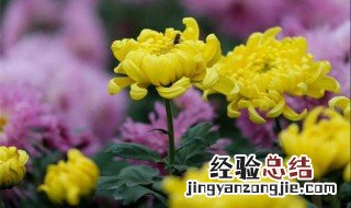 用排比句写一处景物 下面的例子供参考