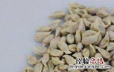 桔子籽煮水喝的功效与作用 桔子籽煮水喝的功效与作用及禁忌