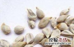 桔子籽粉的功效与作用 桔子籽粉的功效与作用及禁忌