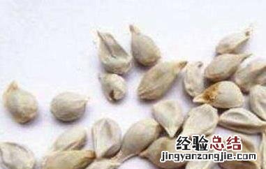 桔子籽粉的功效与作用 桔子籽粉的功效与作用及禁忌
