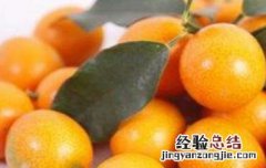 金桔籽的功效与作用及食用方法 金桔籽的功效与作用