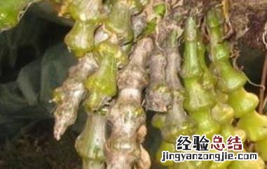 鲜石斛的功效与作用 肿节石斛的功效与作用