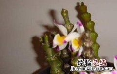 鲜石斛的功效与作用 肿节石斛的功效与作用
