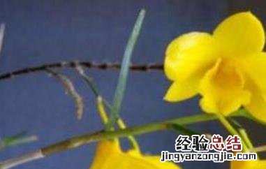 姬竹石斛怎么养才开花 姬竹石斛怎么养