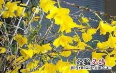 姬竹石斛怎么养才开花 姬竹石斛怎么养