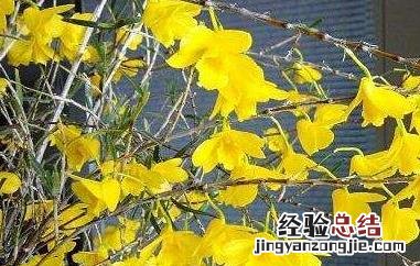 姬竹石斛怎么养才开花 姬竹石斛怎么养