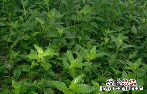 灵香草的功效与作用是什么 灵香草的功效与作用
