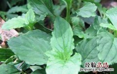 灵香草的功效与作用是什么 灵香草的功效与作用