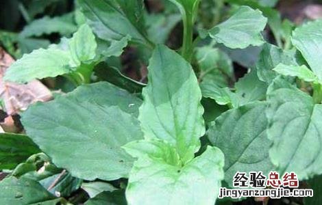 灵香草的功效与作用是什么 灵香草的功效与作用