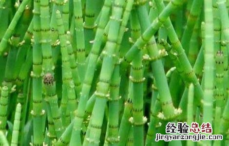 木贼的功效与作用 木贼的功效与作用及禁忌