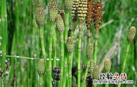 木贼的功效与作用 木贼的功效与作用及禁忌