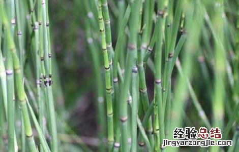 木贼的功效与作用 木贼的功效与作用及禁忌