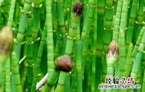 木贼的功效与作用 木贼的功效与作用及禁忌