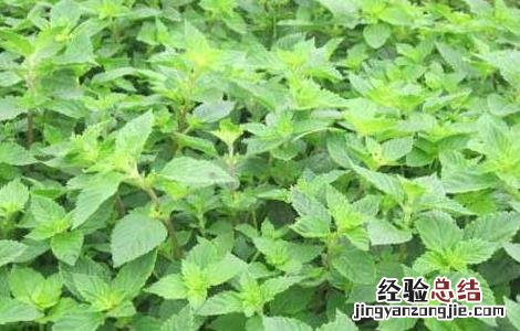 凉粉草的功效与作用图片 凉粉草的功效与作用