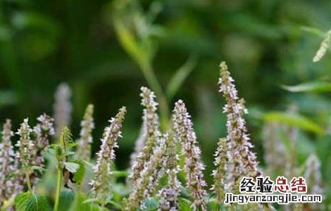 凉粉草的功效与作用图片 凉粉草的功效与作用