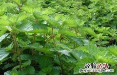 凉粉草的功效与作用图片 凉粉草的功效与作用
