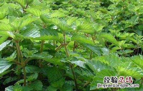 凉粉草的功效与作用图片 凉粉草的功效与作用