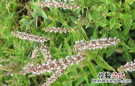 凉粉草的功效与作用图片 凉粉草的功效与作用