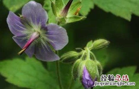 老鹳草的功效与作用图片 老鹳草的功效与作用