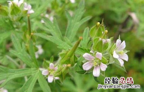 老鹳草的功效与作用图片 老鹳草的功效与作用