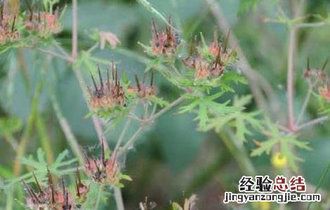老鹳草的功效与作用图片 老鹳草的功效与作用